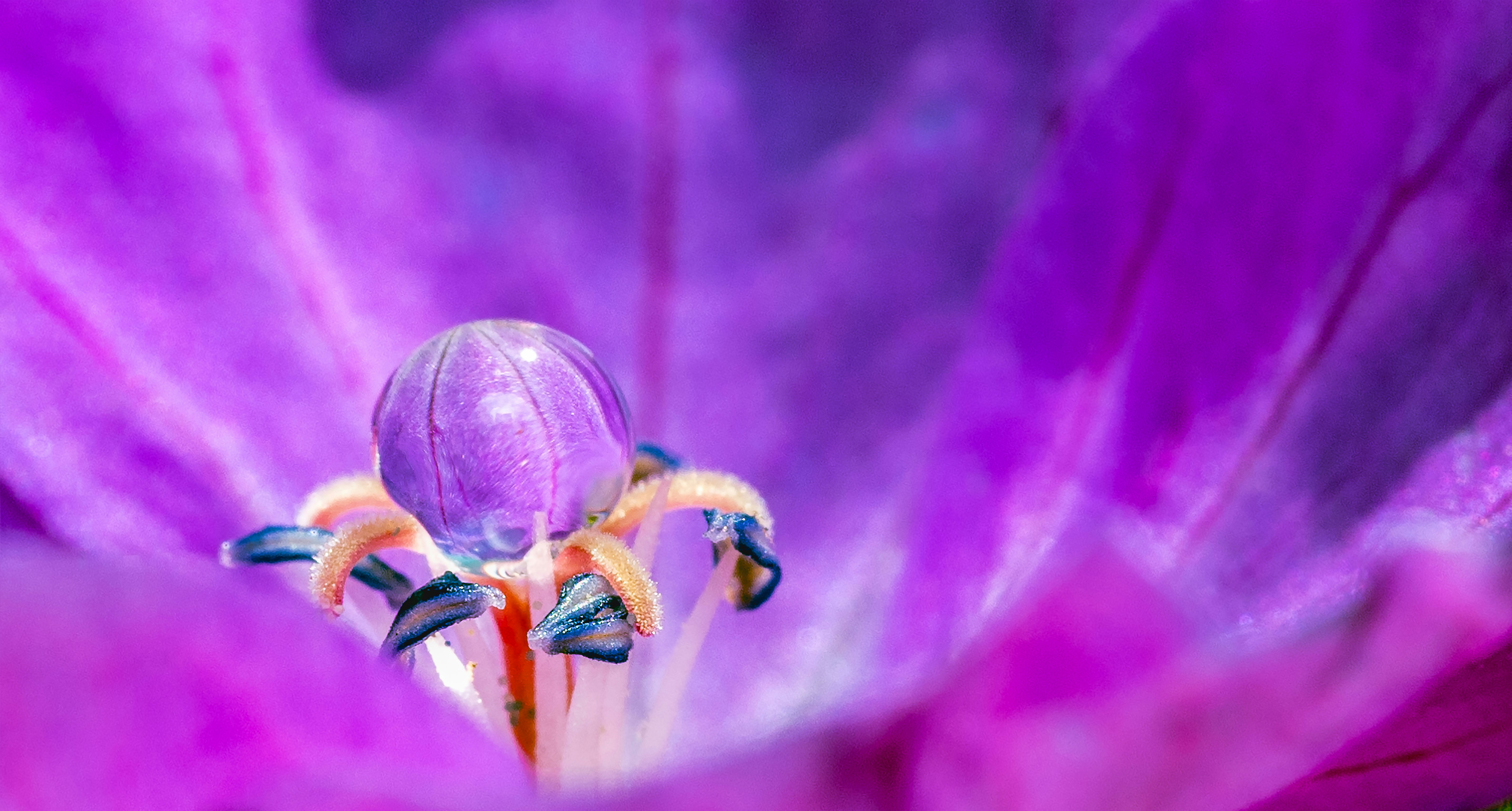 green spider on purple flower